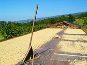 コナコーヒー豆の天日干し